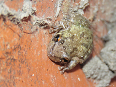 Scinax x-signatus