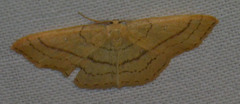 Cyclophora linearia