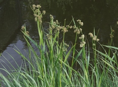 Scirpus atrovirens