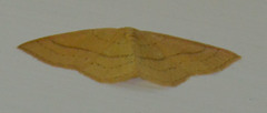 Cyclophora linearia