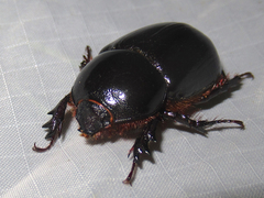 Xyloryctes faunus