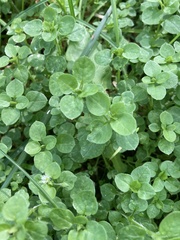 Stellaria media