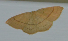 Cyclophora linearia