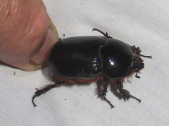 Xyloryctes faunus
