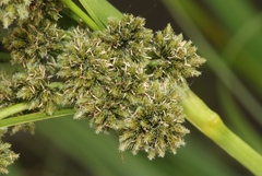 Scirpus atrovirens