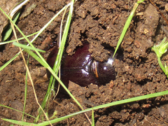 Xyloryctes faunus