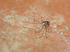 Pholcidae