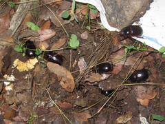 Xyloryctes faunus