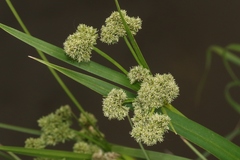 Scirpus atrovirens