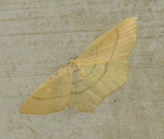 Cyclophora linearia