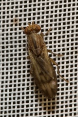 Opomyza germinationis