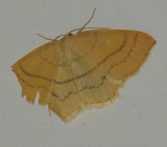 Cyclophora linearia