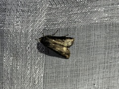 Agrotis ipsilon
