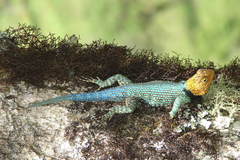 Sceloporus smaragdinus