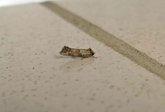 Acrolophus piger