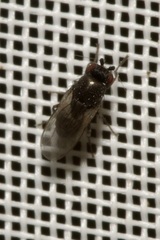 Limosininae