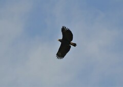 Buteogallus urubitinga