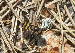 Didea intermedia