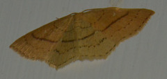 Cyclophora linearia