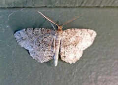 Melanolophia