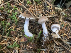 Cortinarius kauffmanianus