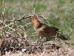 Pseudoseisura lophotes