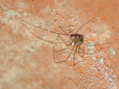 Pholcidae