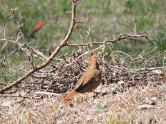 Pseudoseisura lophotes