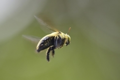 Xylocopa caffra