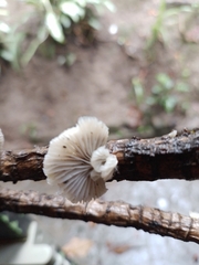 Crepidotus