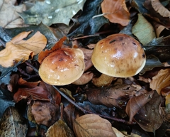 Tricholoma ustaloides