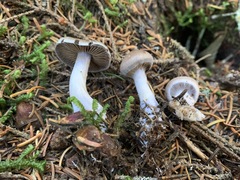 Cortinarius kauffmanianus