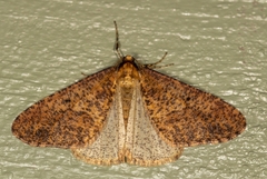 Erannis defoliaria