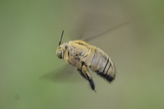 Xylocopa caffra