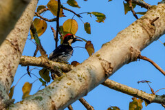 Melanerpes formicivorus