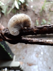 Crepidotus