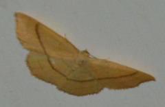 Cyclophora linearia