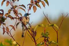 Aphelocoma californica