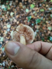 Tricholoma ustaloides