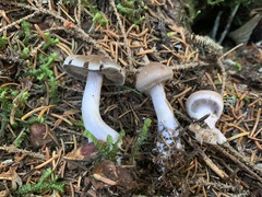 Cortinarius kauffmanianus