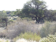 Aristida adscensionis