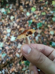 Tricholoma ustaloides