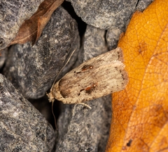 Agonopterix ocellana