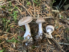 Cortinarius kauffmanianus
