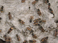 Brachygastra lecheguana