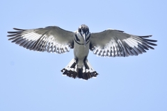 Ceryle rudis rudis