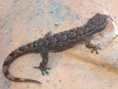 Hemidactylus agrius