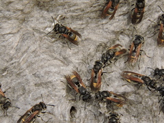 Brachygastra lecheguana