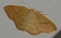 Cyclophora linearia