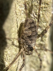 Odiellus
